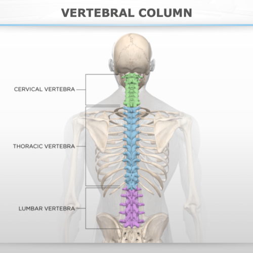 Vertebral Column