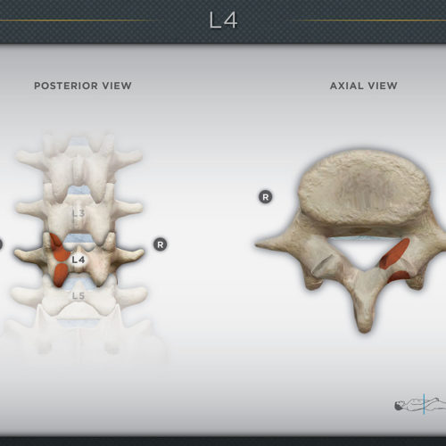 L4 Vertebrae Detail