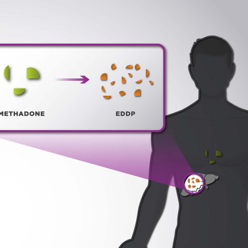 Liver Processing