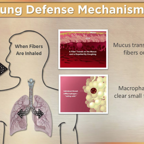 Lung Defense Mechanisms