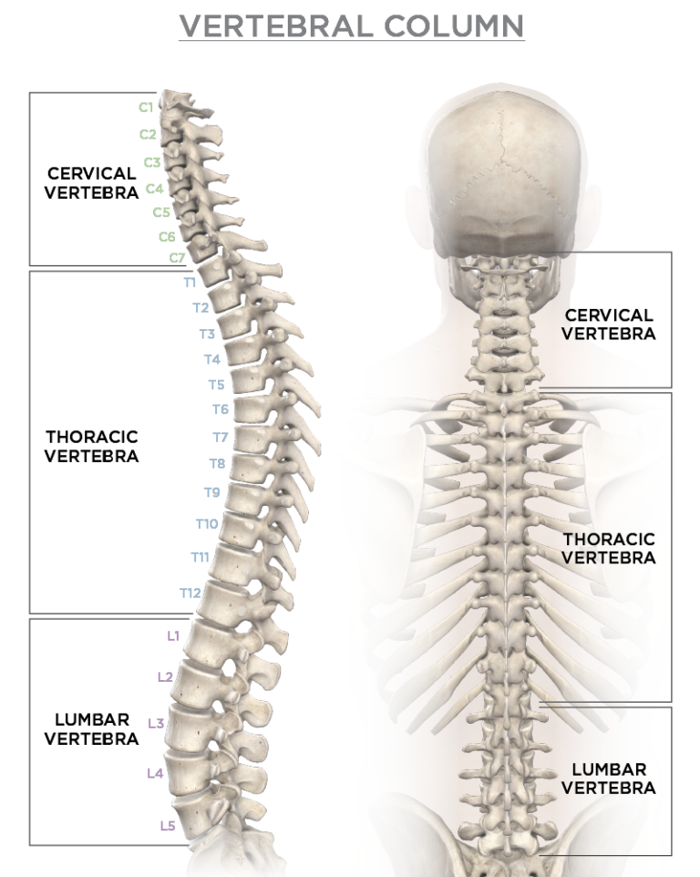 Vertebral Column Diagram - Visual Advantage | Courtroom Graphics ...